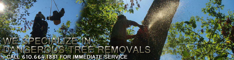 We specialize in dangerous tree removals!