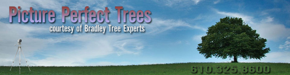 Picture Perfect Trees Courtesy of Bradley Tree Experts
