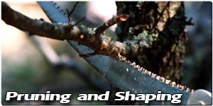 Pruning and Shaping