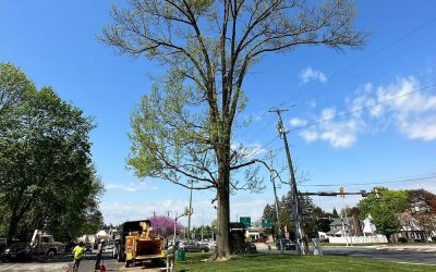Tree Pruning Delaware County Springfield PA
