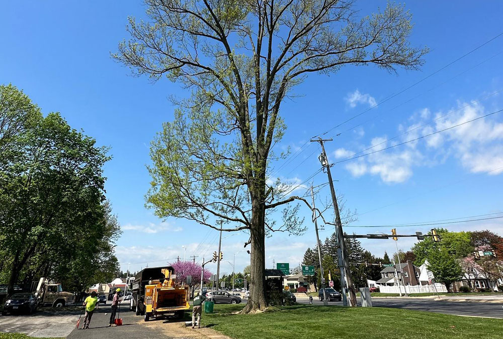Tree Pruning Delaware County Springfield PA