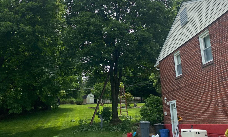 delco pa tree pruning contractor