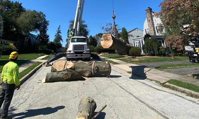 delco pa tree removal company