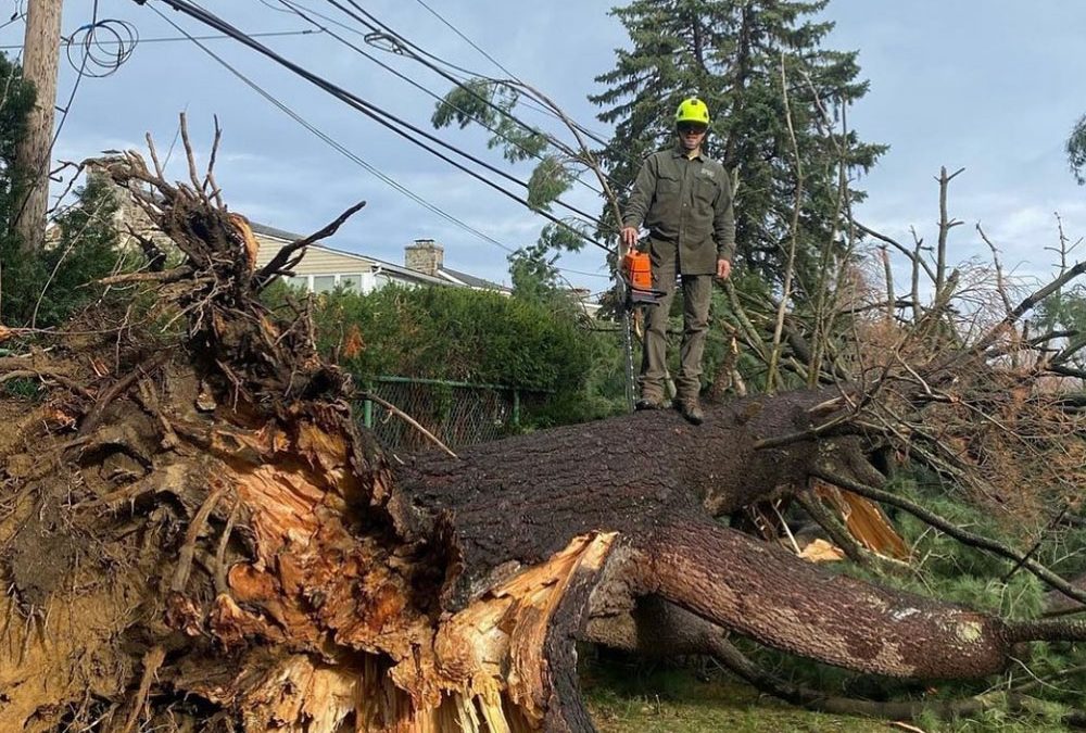 Drexel Hill PA Emergency Pine Tree Removal