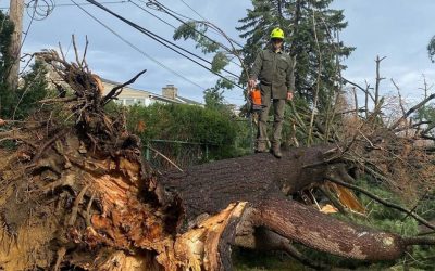 Drexel Hill PA Emergency Pine Tree Removal