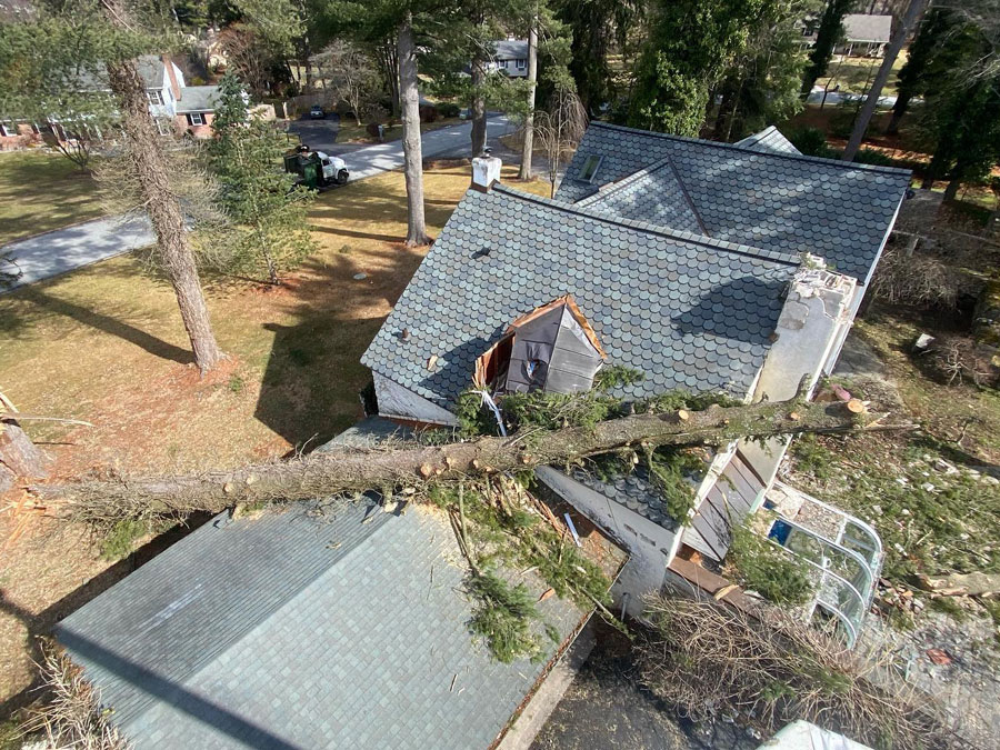 emergency tree removal delaware county pa