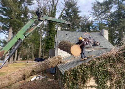 media pa storm damage tree removal