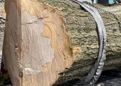 newtown square pa tree removal company