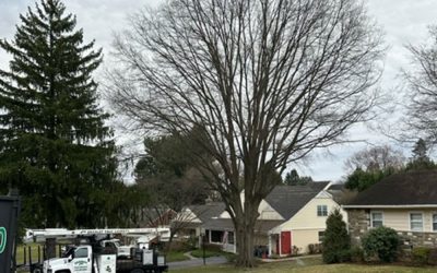 Oak Tree Removal Newtown Square PA