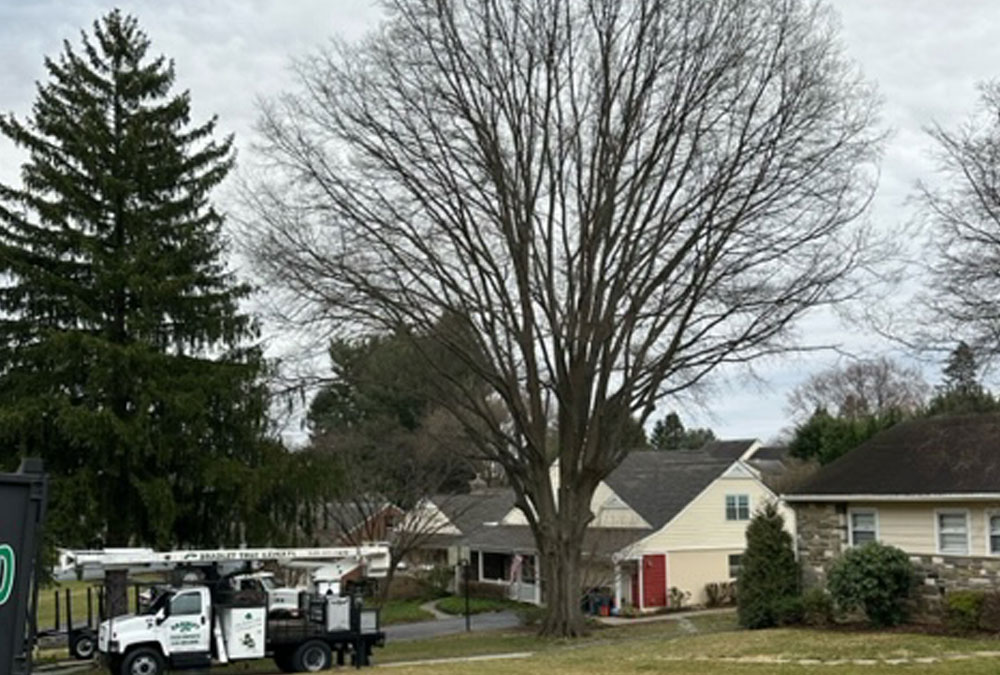 Oak Tree Removal Newtown Square PA