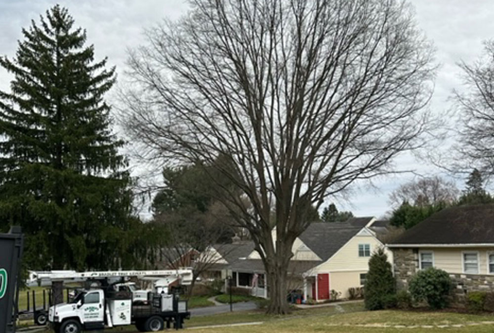 newtown square pa tree removal oak