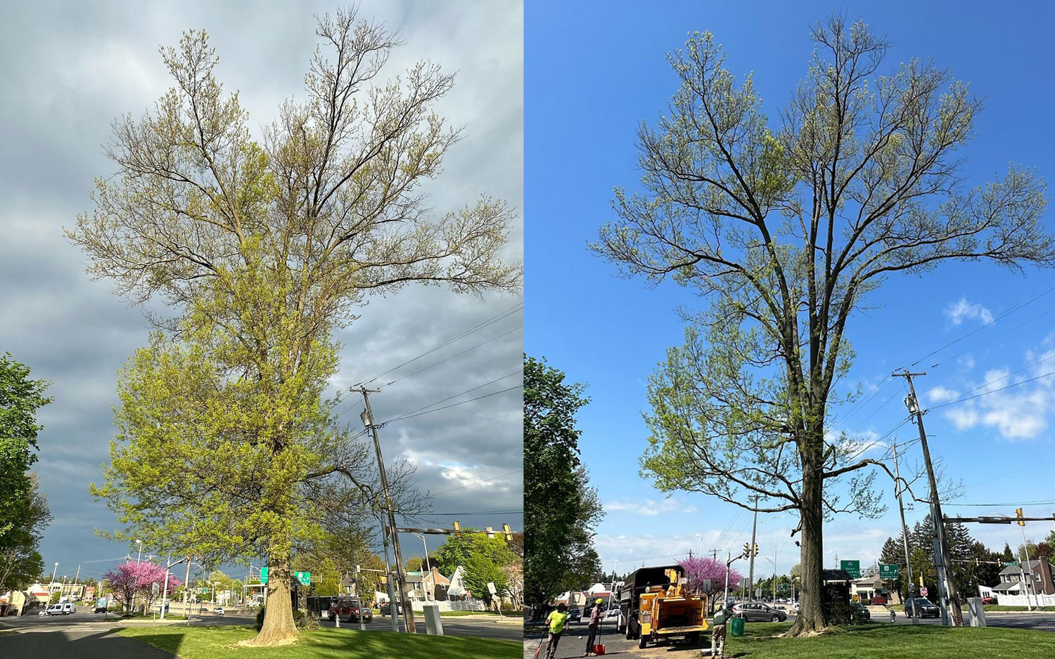tree pruning company in springfield pa