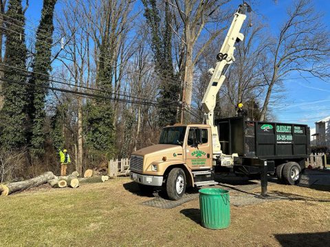 Tree Removal Service Company Delaware County PA Main Line