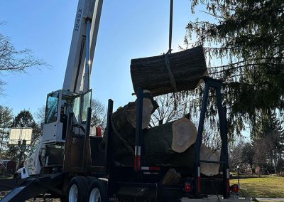 tree removal service newtown square pa